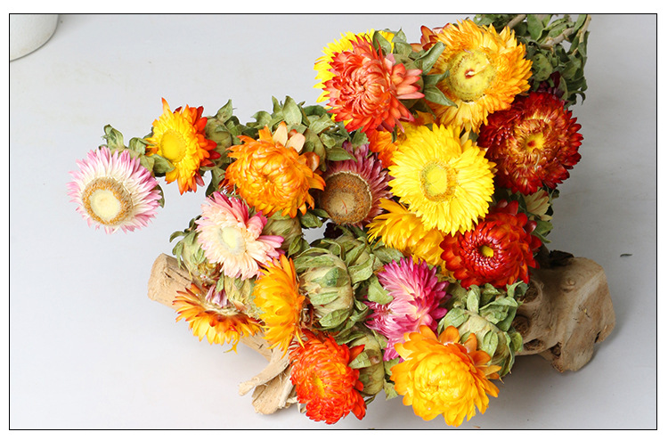 球菊多枝菠萝菊干花 室内干花艺术插花摆件 批发家居装饰菊花