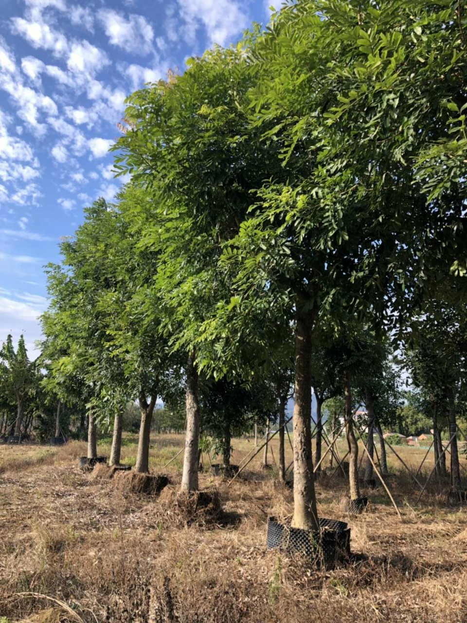 供应桃花心2025cm非洲楝树常用绿化乔木