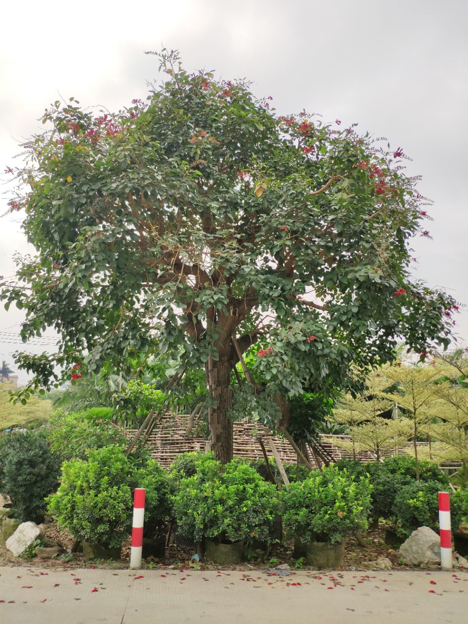903供应珊瑚刺桐51cm大树假植苗龙牙花象牙红