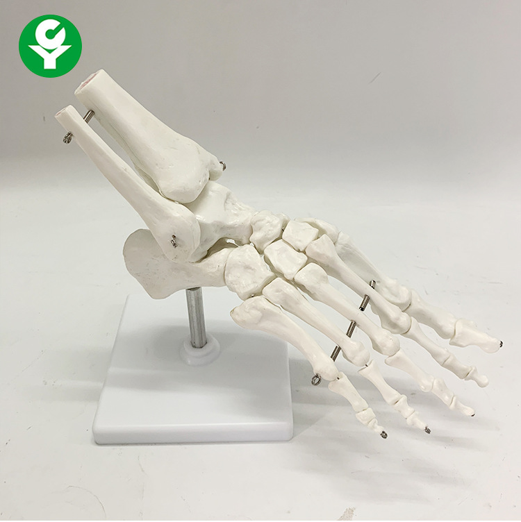 脚掌骨骼模型 足骨模型 成人脚掌关节功能模型 人体脚关节附韧带