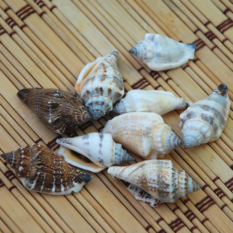 黑口螺 天然巧克力色贝壳 工艺原料 海洋家居装饰品标本螺 鱼缸用