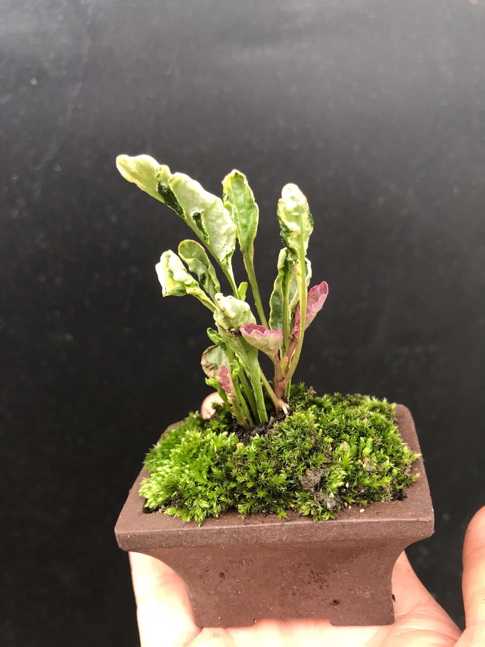 日本稀有山野草 花叶筋骨草 日本