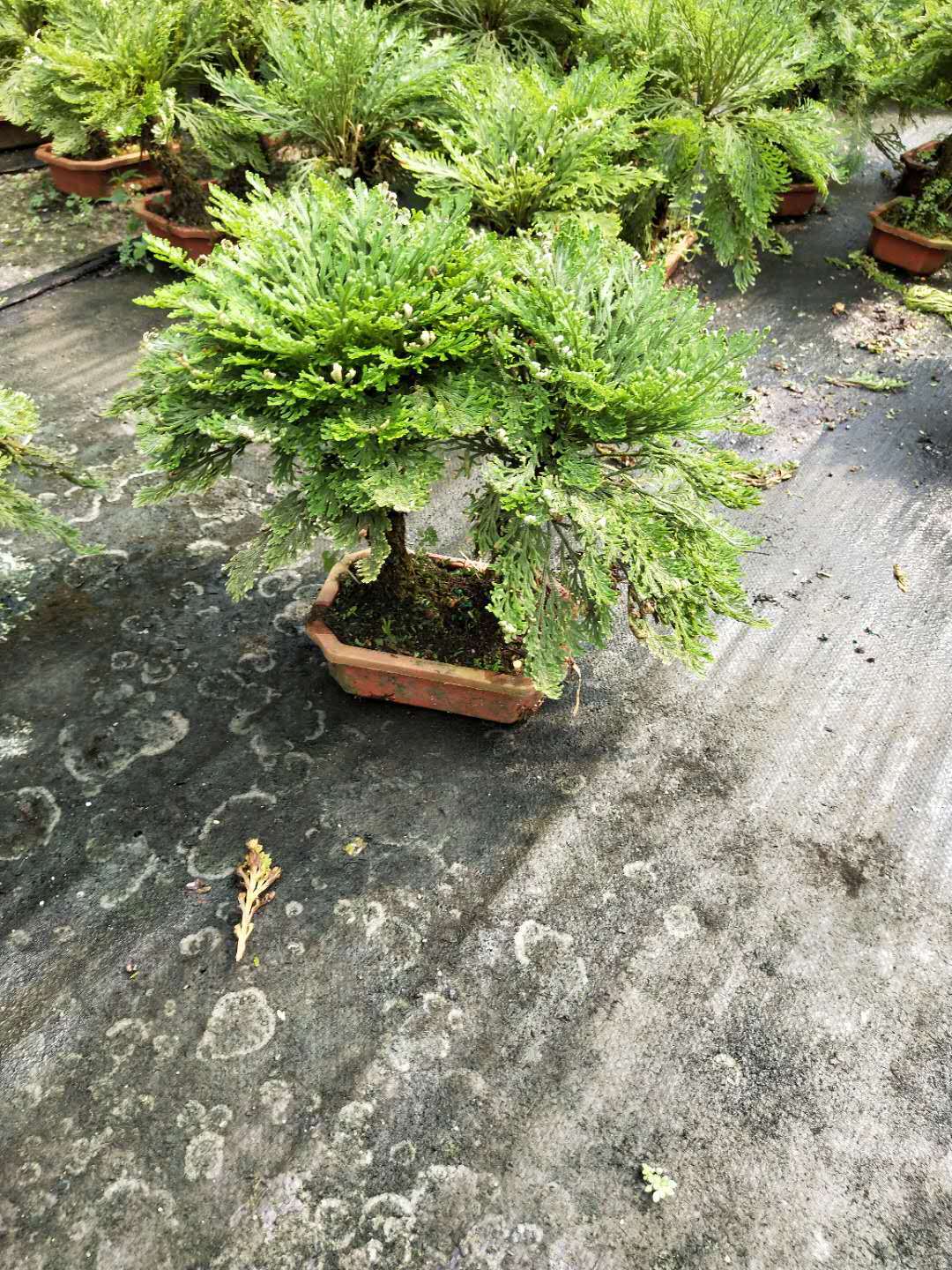 基地直销 万年松小盆栽花卉批发 室内观赏盆景盆栽绿植长生草卷柏