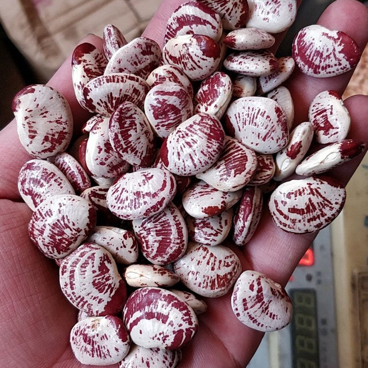 产地直销 批发30kg装 精选2019新品荷包豆