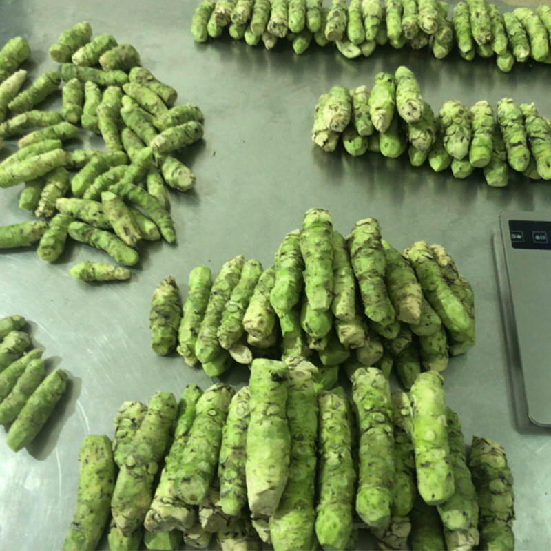 山葵新鲜山葵1000g煲汤食材味辛冲芥末辣根云南新鲜山葵批发