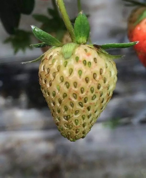 草莓蓟马危害症状   可以喷雾大蒜油1000-1500倍 苦参碱1500-2000