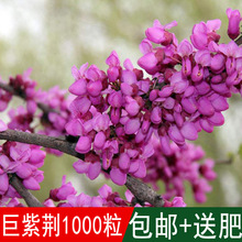 新采苗木种籽巨紫荆种子别名满条红乌桑树湖北紫荆乔木紫荆