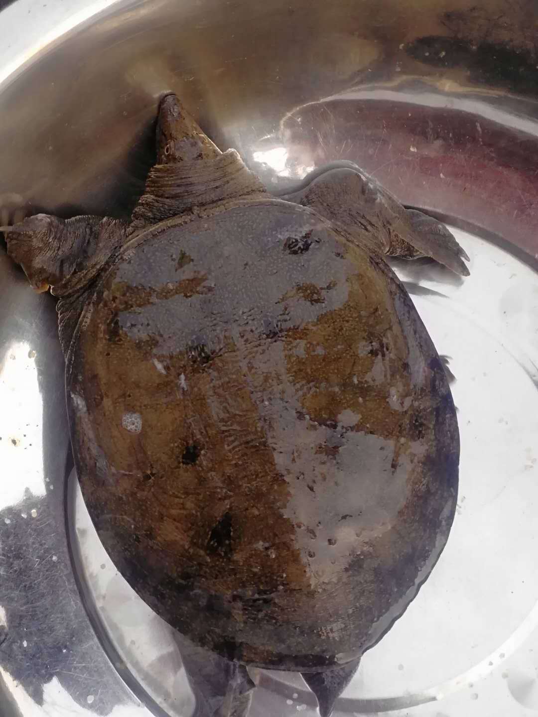 兴化水产大甲鱼 甲鱼 淡水养殖场甲鱼批发可详询