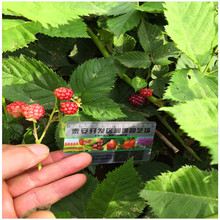 红树莓价格 多少钱一棵 红树莓厂家直销 丛生红树莓苗 当年结果