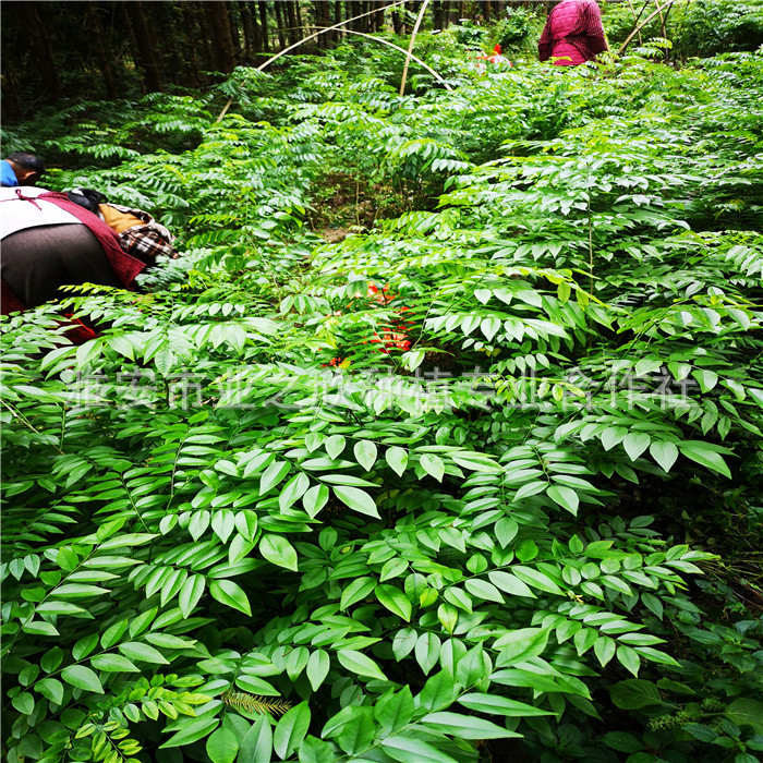 海南黄檀木树苗 红木海南红花梨苗 降香黄檀小苗风景树批发