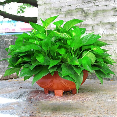 大盆长藤绿萝盆栽室内除甲醛植物大叶吊兰客厅花卉带盆绿植批发