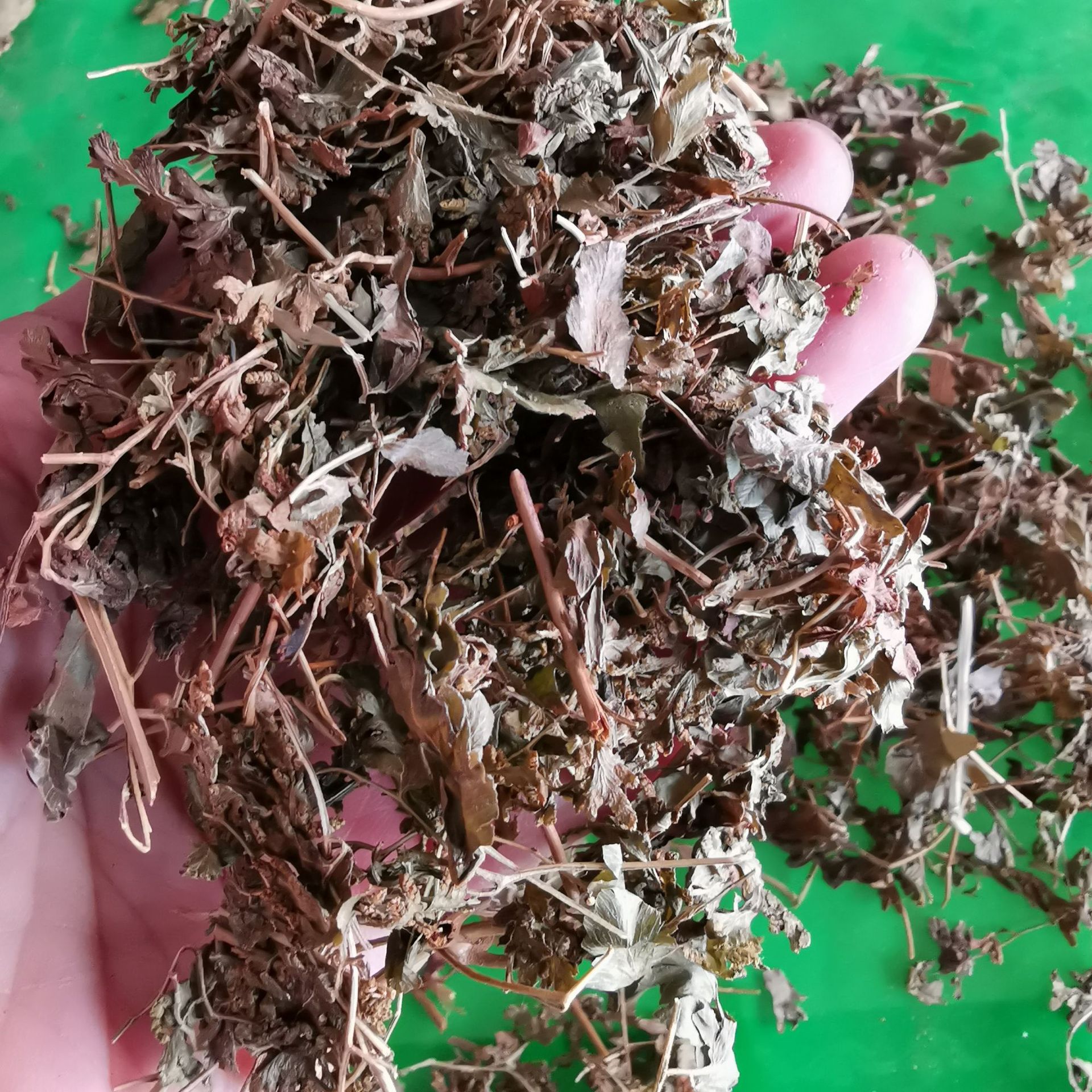 中药材 新货 海金沙草 海金沙藤 药用 可打粉 量大从优