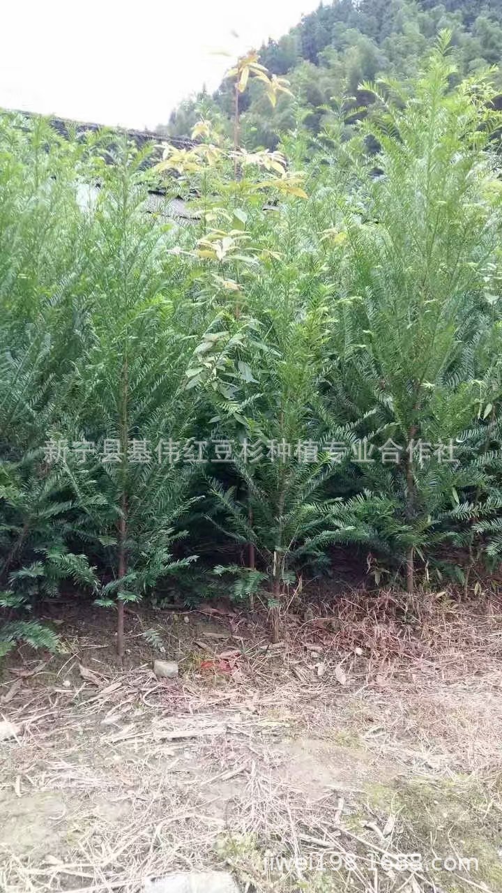 野生红豆杉树苗报价图片