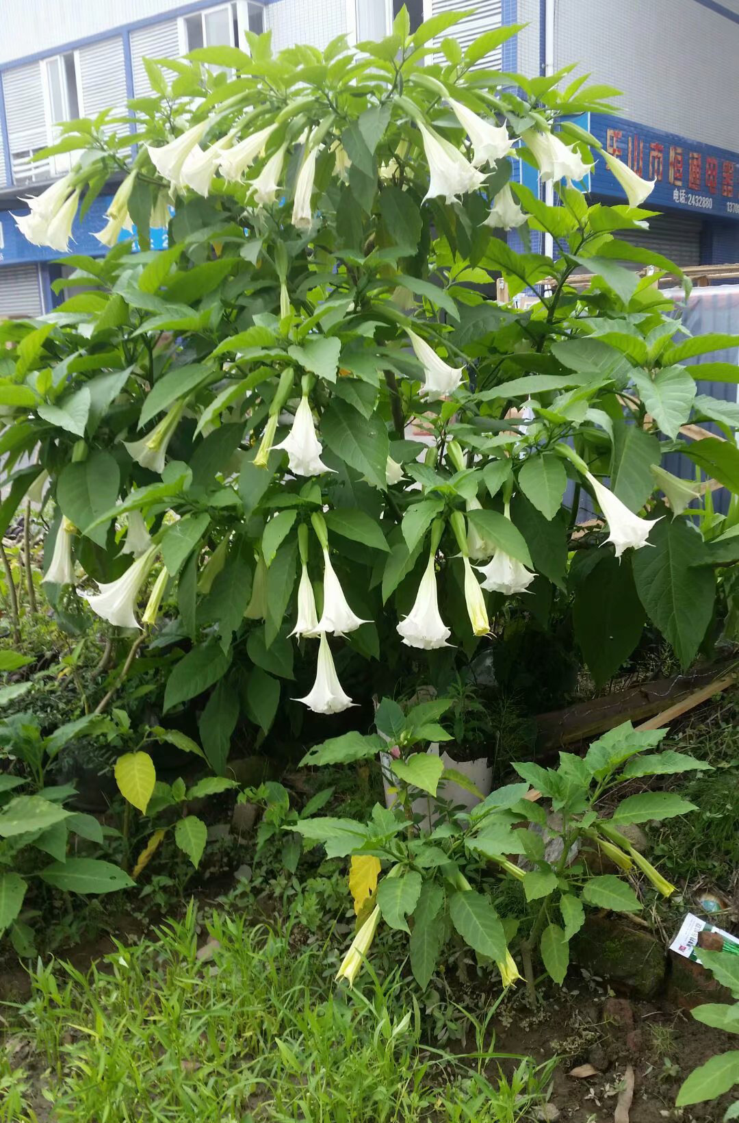 花卉曼陀罗花种子醉心花白花曼陀罗种子庭院植物盆栽醉心花曼荼罗