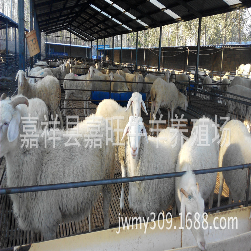 收藏产品现货分销价格06560.0006460.