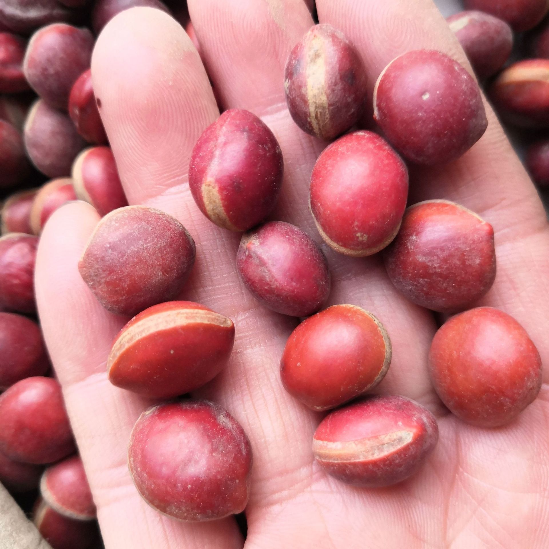 红木薏果批发 中药材红木薏果 红果 红菩提果 药用工艺两用-阿里巴巴