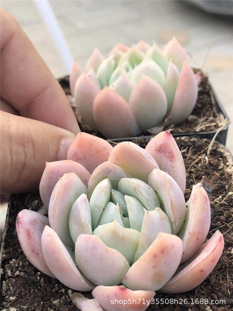 859大棚特价批发多肉盆栽品种 水晶鬼魅单头盆6.5cm多肉珍稀植物