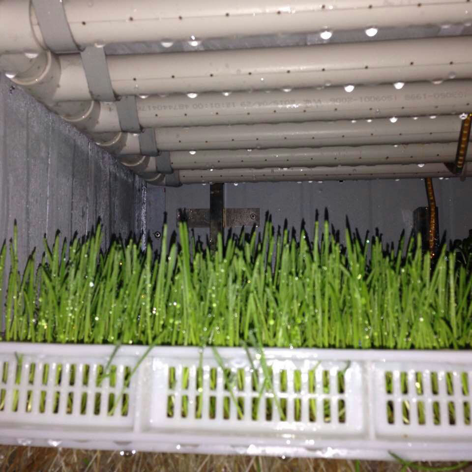 福建芽苗菜发芽机 种子催芽机 商用智能化芽苗机 豌豆苗 萝卜苗