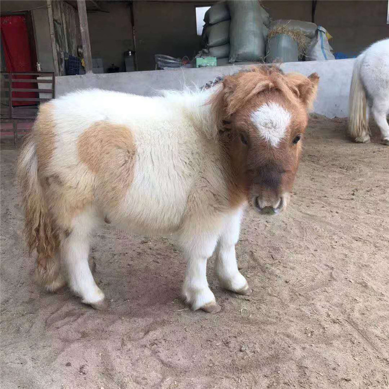 四川哪里有卖小矮马的 自贡迷你矮马多少钱一匹 游乐场骑乘