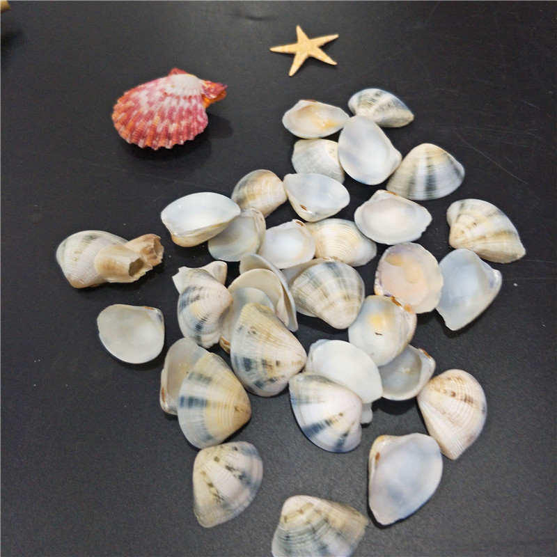 三角贝2-3cm 天然海螺贝壳 微景观 鱼缸水族盆景diy造景材料