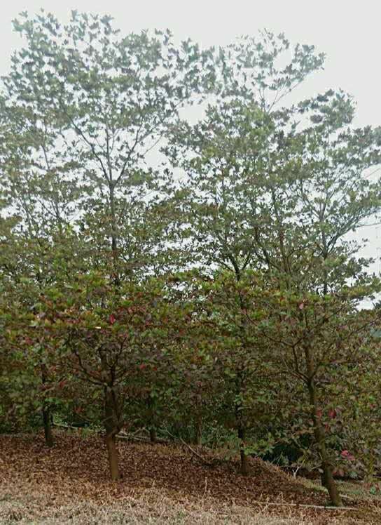 903基地直销 中叶莫氏榄仁 8-10cm地苗全冠树型中等