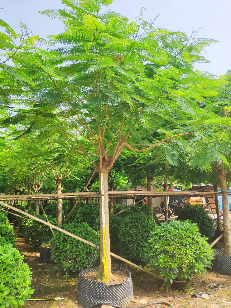 908供应凤凰木红花楹1620cm假植苗分枝整齐行道树基地直销