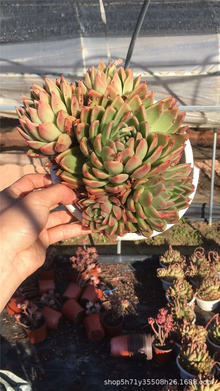 077大棚批发多肉盆栽品种 米兰达群盆19cm多肉群生植物裸根发