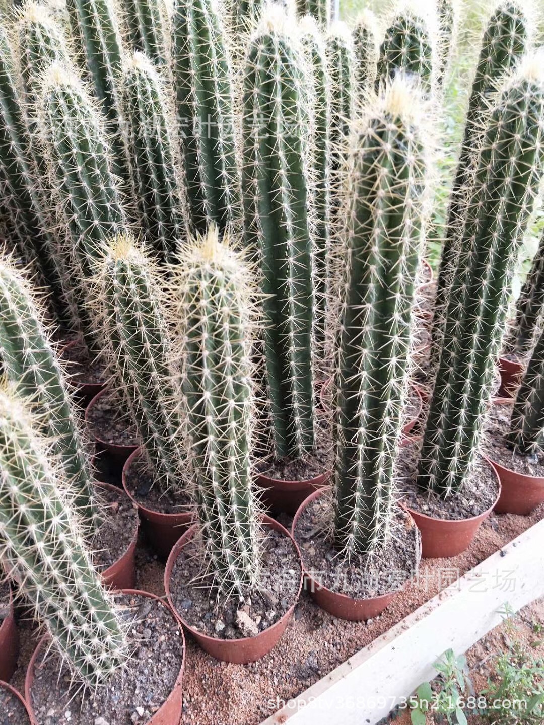 黄金刚仙人柱黄金钢仙人掌黄金柱铁柱量天尺景观多肉植物沙生植物