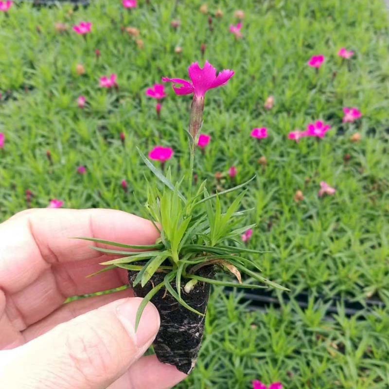 欧石竹小苗 五彩石竹现货供应 耐寒耐旱 多年生花卉 欧石竹穴盘苗