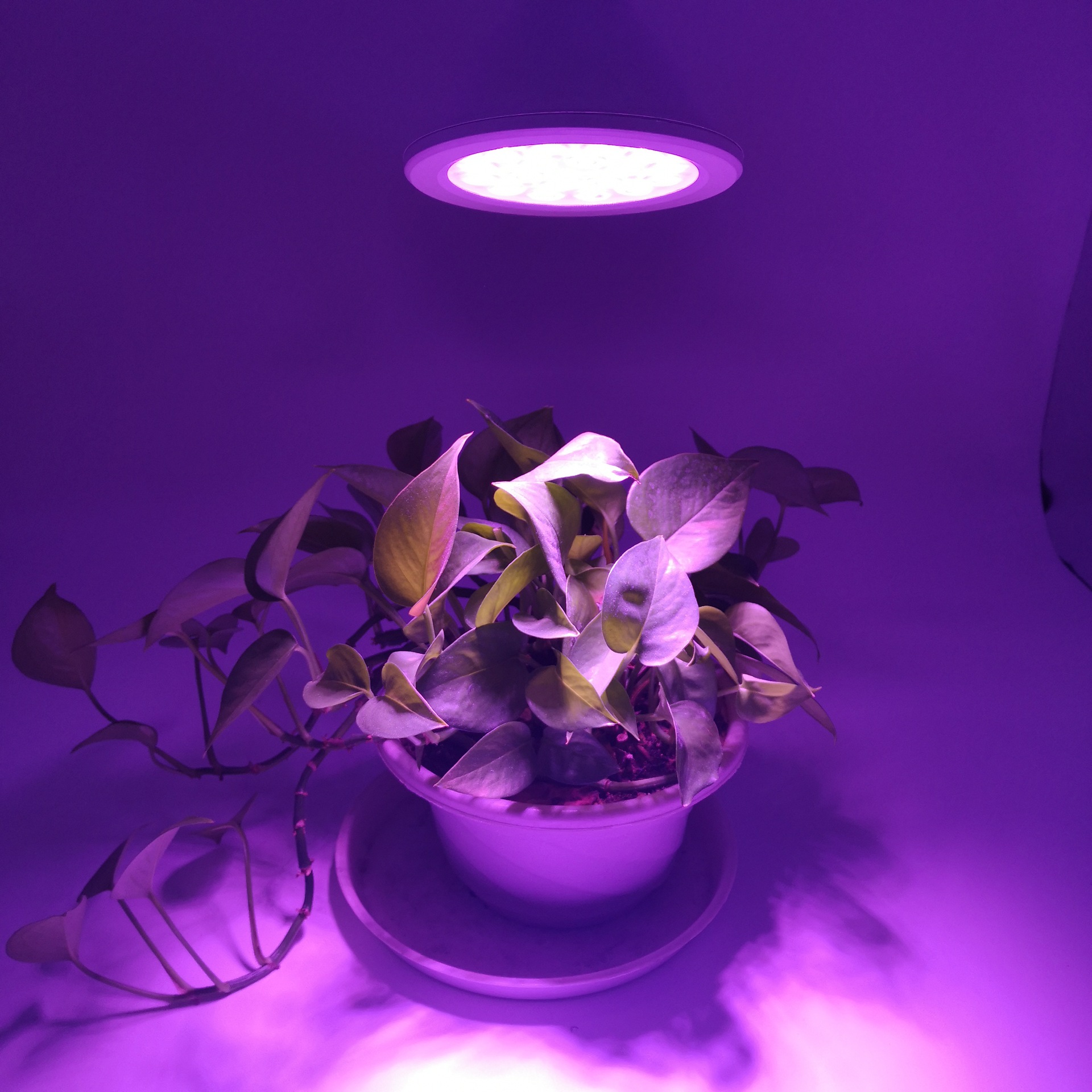 厂家直销 led植物生长灯补光灯 温室蔬果育苗光合灯par灯