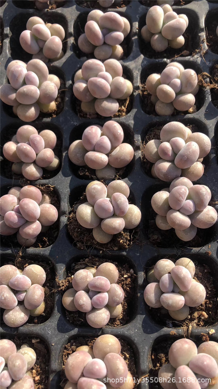 094山东大棚批发多肉盆栽品种 橙雪球小单头多肉品种状态实拍