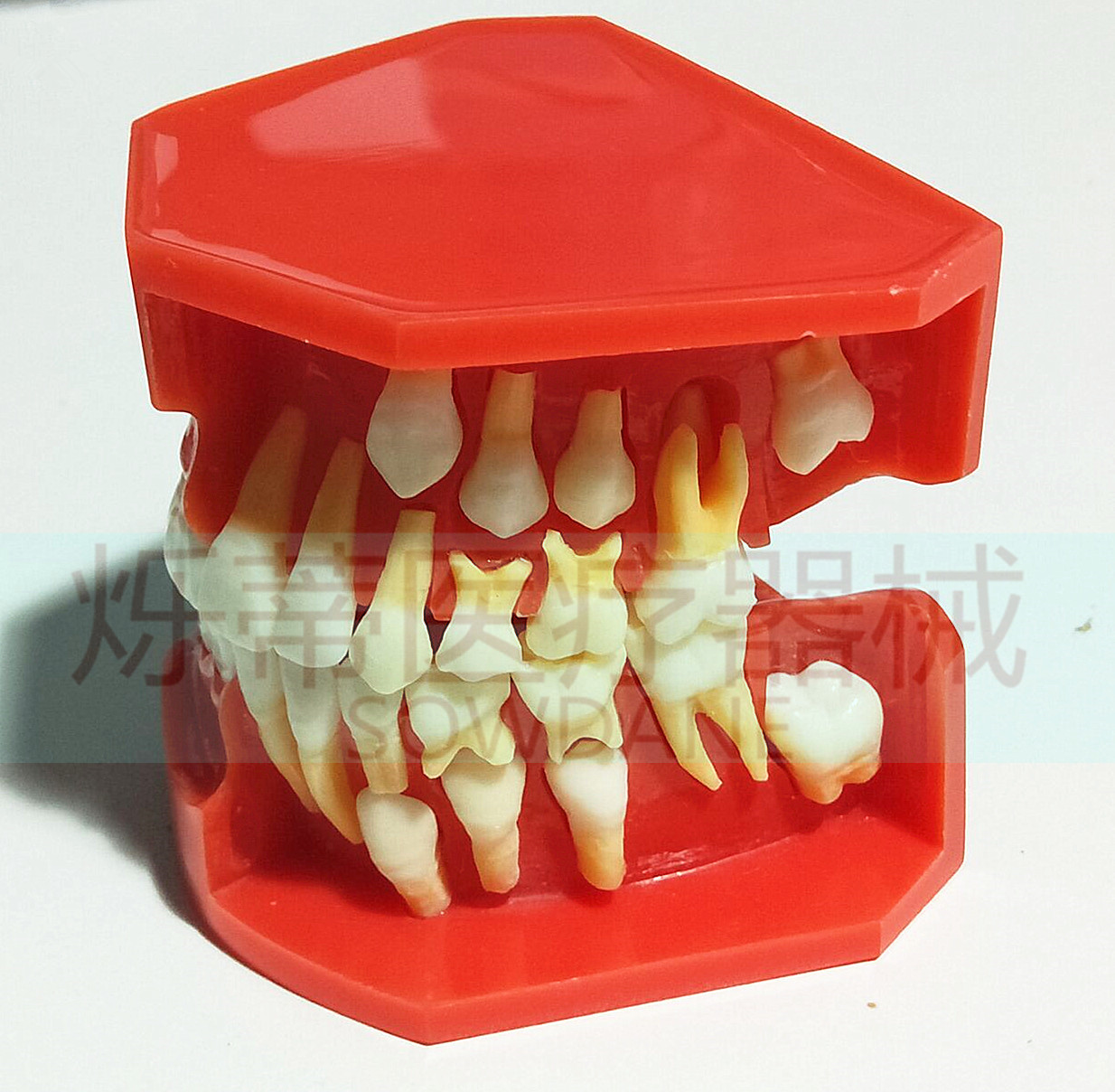 牙科优质模型儿童9-12岁乳牙恒牙交替牙模型替换展示教学讲解沟通
