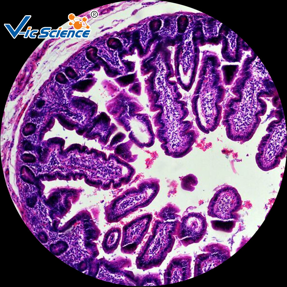 工厂直供 显微镜用 生物切片 人体组织学 医院研究所 人小肠横切