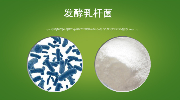源头工厂 发酵乳杆菌1000亿/g 乳酸菌冻干粉 品质保证 现货包邮