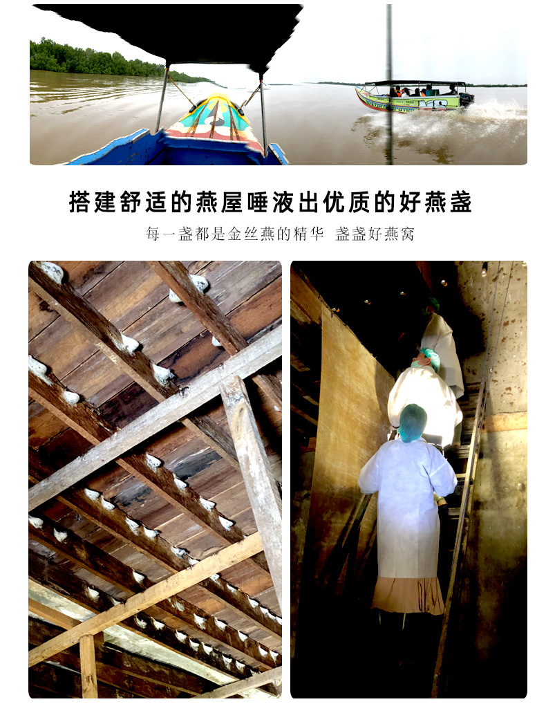 印尼燕窝_印尼进口燕窝 足干燕窝标准燕盏一件代发