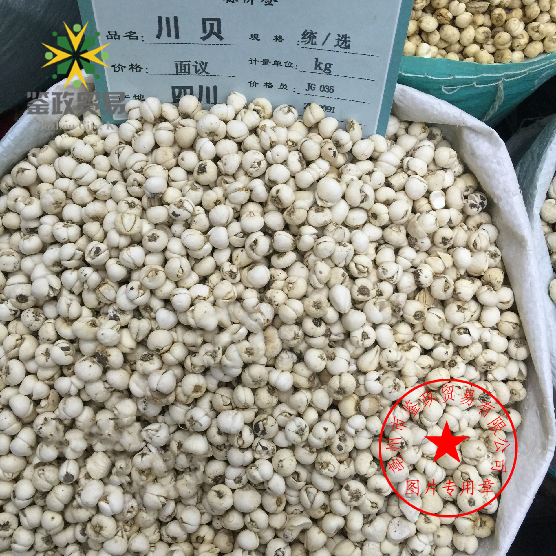 批发川贝贝母黄川贝川贝母松贝川贝c