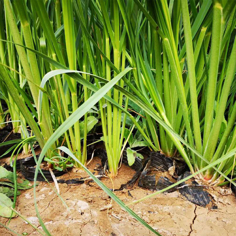 批发水生植物 湿地绿化苗矮蒲苇苗 水体绿化植物 矮生蒲苇苗
