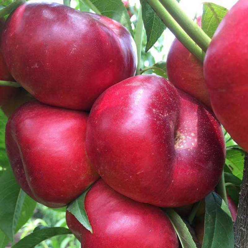 黑色蟠桃树苗 黑油蟠桃苗 黑油蟠桃树苗九月成熟黑色桃树新品种