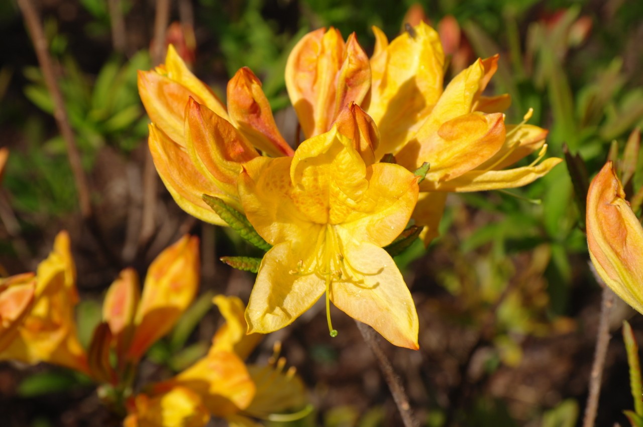 黄花杜鹃种子及种苗云南高山杜鹃种子种苗现货厂家种植批发