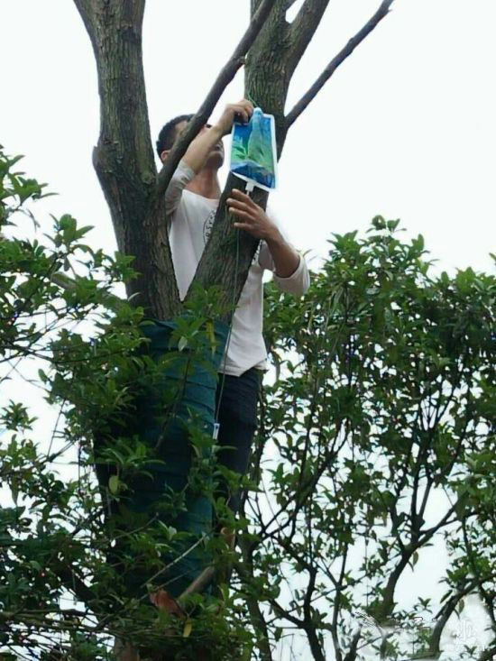 树挪活大树移栽营养液树木保护液吊针液果树吊袋成活率高量大价优