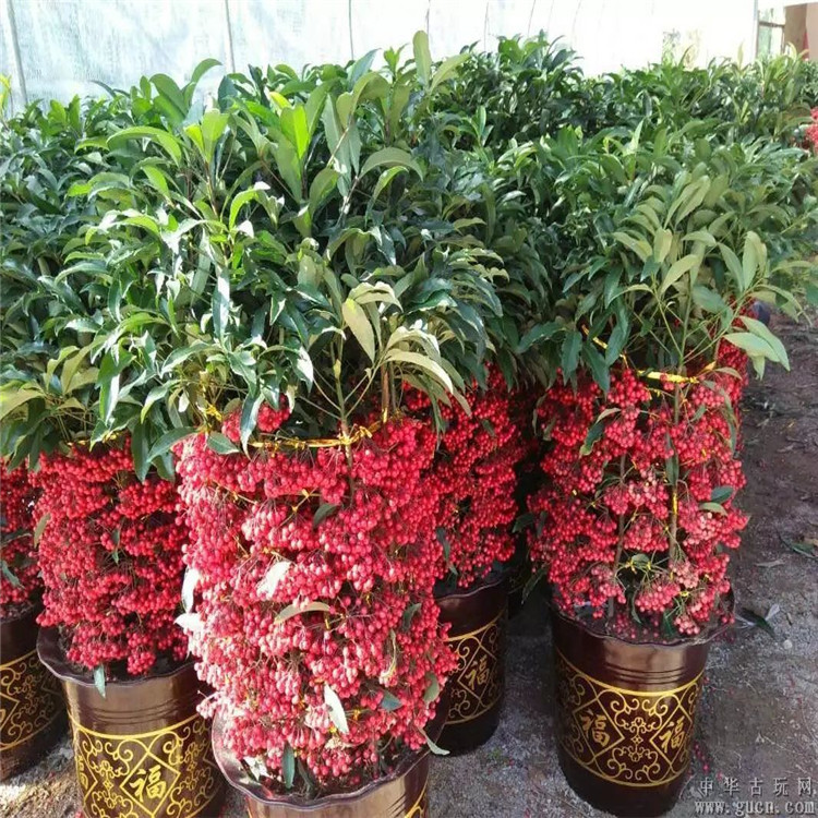 室内耐寒植物四季常青 富贵子观果植物 富贵籽花卉盆栽 招财进宝