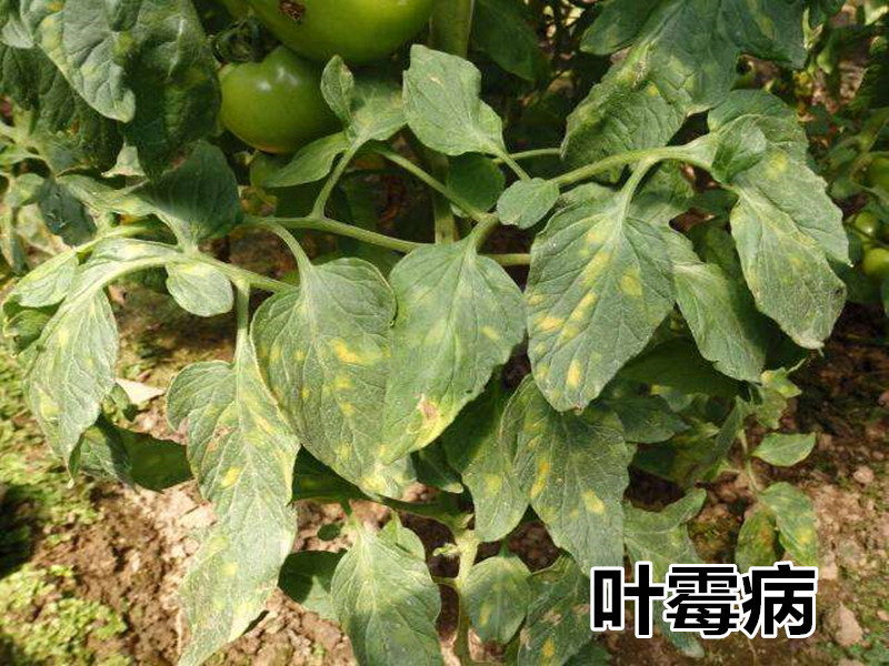 利民75百菌清黄瓜葡萄小麦霜霉病白粉病叶斑病农药杀菌剂80g