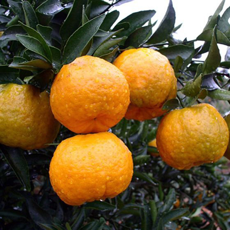 四川高山甜橘 水分充足,甜度高,口感好,老品种,上新试吃价 七