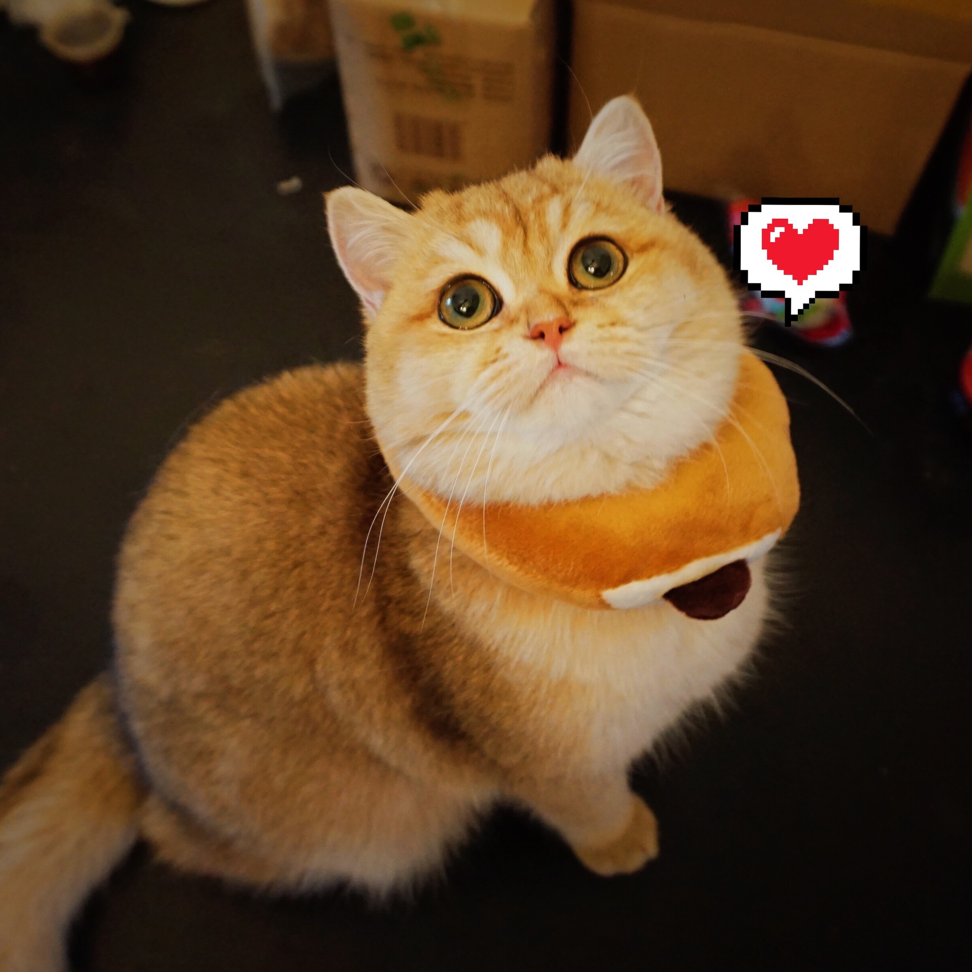 宠物猫咪头套吐司头套英短布偶橘猫可爱面包片卡通头套