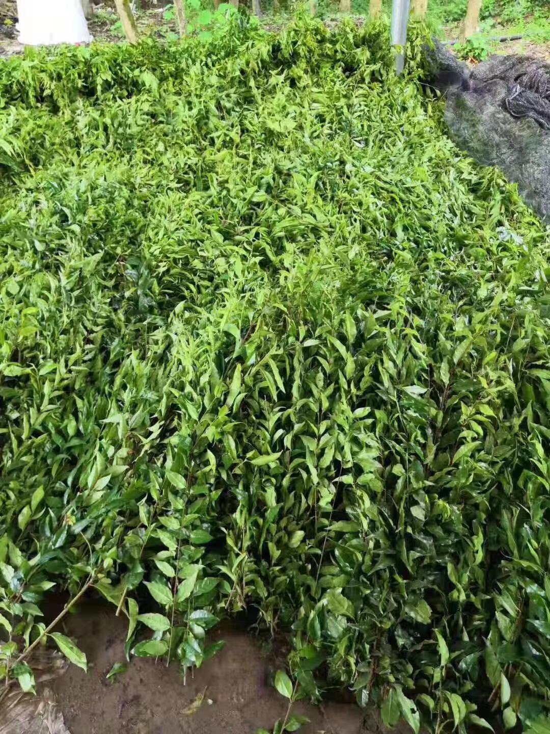 贵州余庆发酵野生小叶苦丁2019新茶特级袋泡200g茶新茶