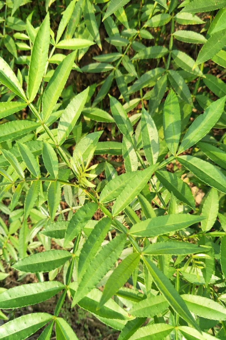 重庆江津大批量出售正宗九叶青花椒树量大让你心动的价格