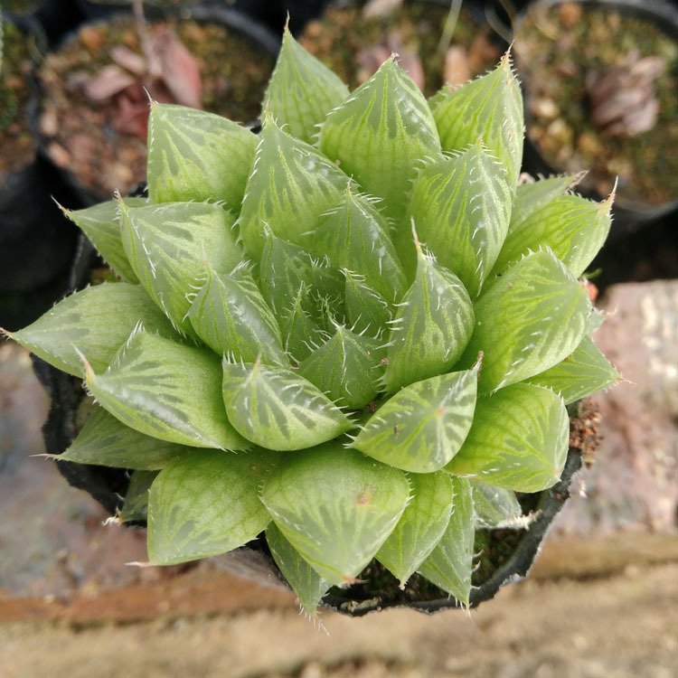 漳州多肉植物批发水晶宝草约46cm裸根花卉盆栽绿植园艺微景观