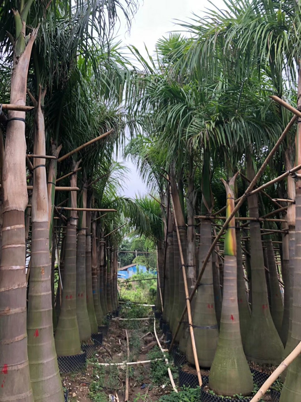 903供应 大王椰子 4-6米高假植苗 王棕树 绿化 容器苗