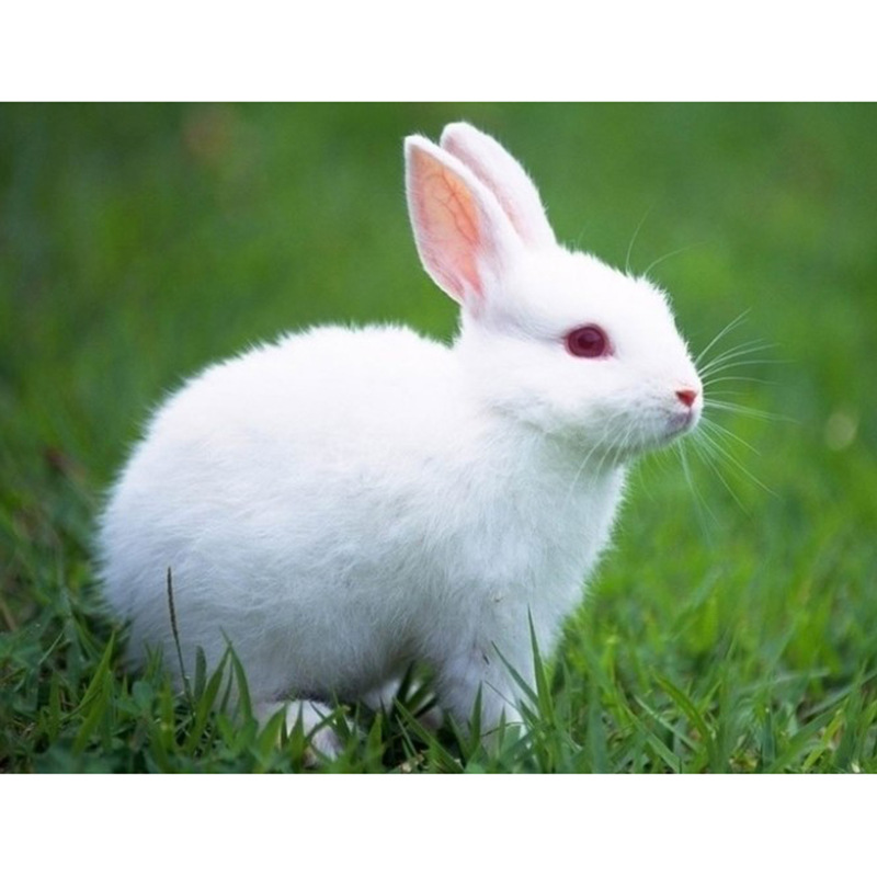 十字绣 版图片-海量高清十字绣 版图片大全 - 阿里巴巴