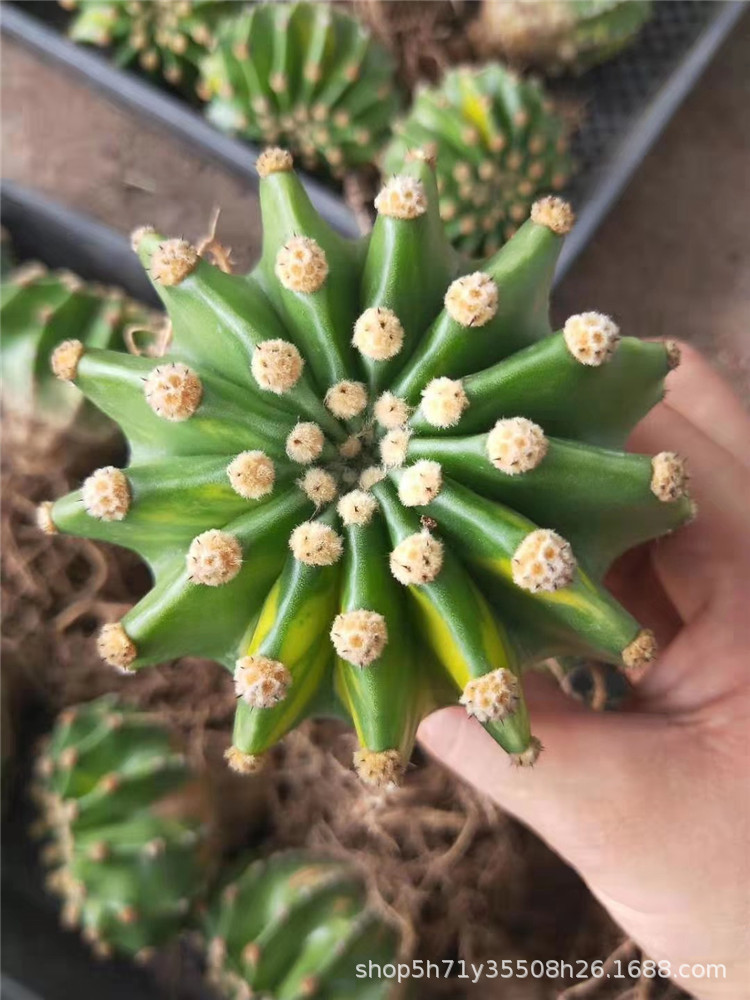 171多肉植物大棚批发白星群生世界图锦单头仙人球品种